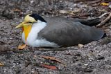Masked lapwing