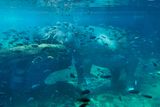 Very relaxed hippo napping underwater