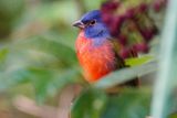 Painted bunting - male