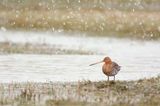 GRUTTO black-tailed godwit