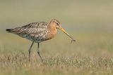 GRUTTO black-tailed godwit