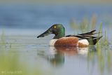SLOBEEND northern shoveler