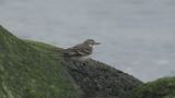 Citronrla - Citrine Wagtail (Motacilla citreola)