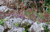 Lincolnsparv - Lincolns Sparrow (Melospiza lincolnii)