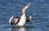 Vitnbbad islom - White-billed Diver (Gavia adamsii)