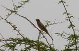 Hypokolius - Grey Hypocolius (Hypocolius ampelinus)