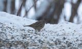 Rostsparv - Cretzschmars Bunting (Emberiza caesia)