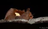 Platinaflckat metallfly - Gold Spangle (Autographa bractea)