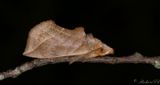Vampyrfly - Vampire Moth (Calyptra thalictri)