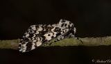 Munkfly (Panthea coenobita)