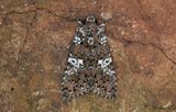 Vitflckat nejlikfly - White Spot (Hadena albimacula)