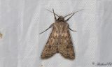 Sdesbroddsfly - Turnip Moth (Agrotis segetum)