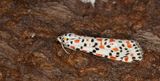 Kattunspinnare - Crimson Speckled (Utetheisa pulchella)