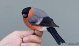 Domherre - Bullfinch (Pyrrhula pyrrhula)