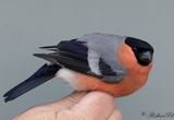 Domherre - Bullfinch (Pyrrhula pyrrhula)