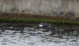 Alkekung - Little Auk (Alle alle)