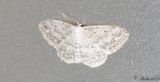 Rislvmtare - Small Dusty Wave (Idaea seriata)