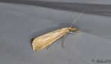 Halmgult grsmott - Straw Grass-veneer (Agriphila straminella)