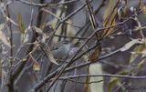 Bergtaigasngare - Humes Leaf Warbler (Phylloscopus humei)