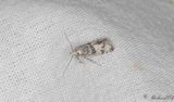 Hagtornspinnmal - Hawthorn Moth (Scythropia crataegella)