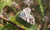 Torvmosstaggmtare - Manchester Treble-bar (Carsia sororiata)