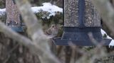 Rosenfink - Common Rosefinch (Carpodacus erythrinus)