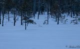 Dalripa - Willow Ptarmigan (Lagopus lagopus)