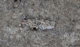 Jungfrusckspinnare - Lichen Case-bearer (Dahlica lichenella)