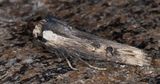 Strre mantelfly - Sword-grass (Xylena exsoleta)