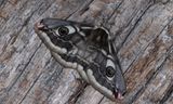 Mindre pfgelspinnare - Emperor Moth (Saturnia pavonia)