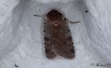 Rdviolett skogsfly - Red Chestnut (Cerastis rubricosa)