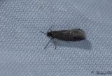 Rksckspinnare (Dahlica lazuri)