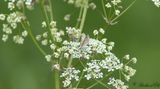 Vitstreckad fltmtare - Grass Rivulet (Perizoma albulata)