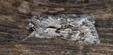 Kaprifolfly - Early Grey (Xylocampa areola)