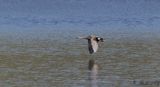Snatterand - Gadwall (Anas strepera)