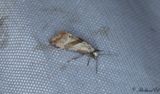 Gullviveblomvecklare (Falseuncaria ruficiliana)