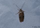 Mindre morotsplattmal (Agonopterix purpurea)