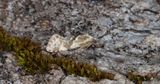 Strre fltmalrtsrotvecklare (Cochylidia richteriana)