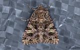 Violettrtt nejlikfly - The Campion (Sideridis rivularis)