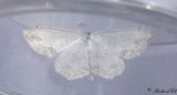 Prydlig lvmtare - Lace Border (Scopula ornata)