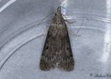Humlemott - Bee Moth (Aphomia sociella)