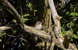 Mindre flugsnappare - Red-breasted Flycatcher (Ficedula parva)