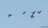 Prutgs - Brant Goose (Branta bernicla)