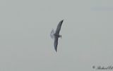 Smtrna - Little Tern (Sterna albifrons)