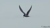 Smtrna - Little Tern (Sterna albifrons)