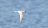 Smtrna - Little Tern (Sterna albifrons)