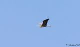 Purpurhger - Purple Heron (Ardea purpurea)