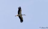 Vit stork - White stork (Ciconia ciconia)