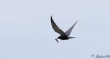 Svarttrna - Black Tern (Chlidonias niger)