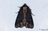 Pilrtsfly - Birds Wing (Dypterygia scabriuscula) 